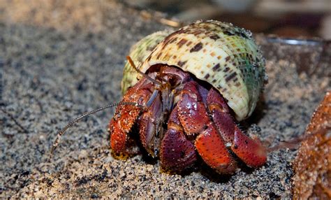 Can land hermit crabs go in water?