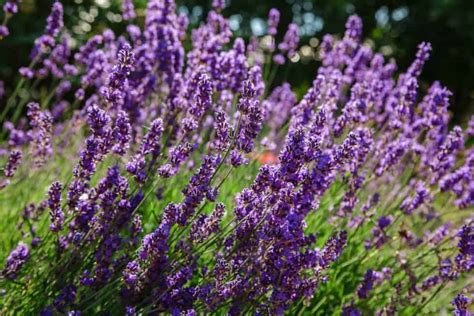 Can lavender cause anxiety?