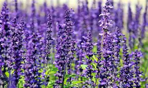 Can lavender harm cats?