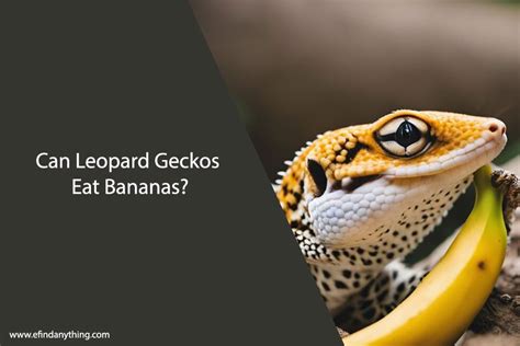 Can leopard geckos eat bananas?