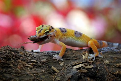 Can leopard geckos eat non live food?