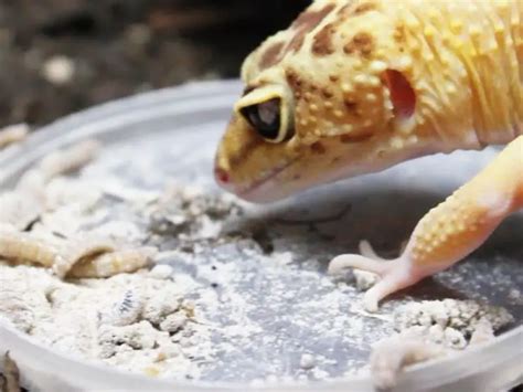 Can leopard geckos have regular worms?