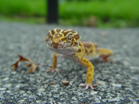 Can leopard geckos trust you?