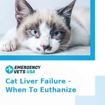 Can lilies cause liver failure in cats?