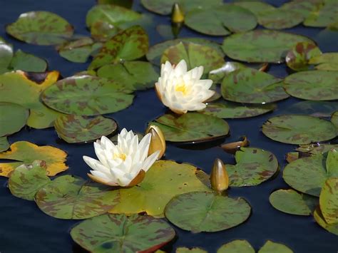 Can lily pads take over a pond?