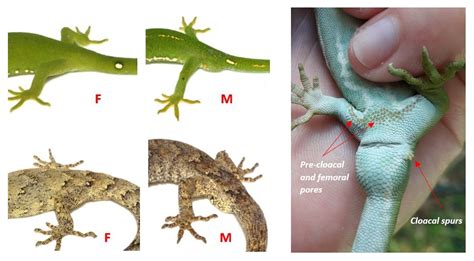 Can lizards change gender?