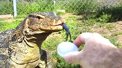 Can lizards eat egg yolk?