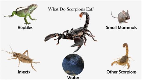 Can lizards eat scorpions?