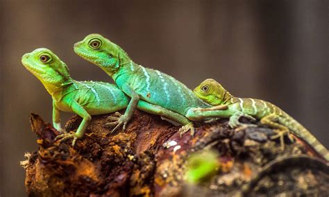 Can lizards have babies without a male?