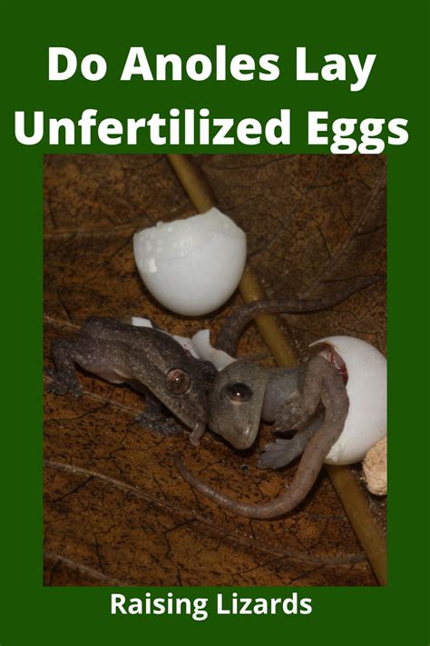 Can lizards have unfertilized eggs?