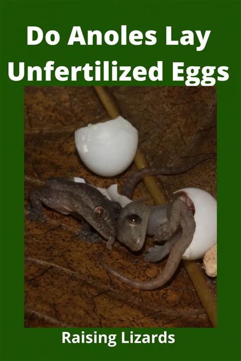 Can lizards lay unfertilized eggs?
