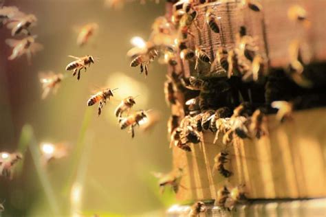Can lost bees join a new hive?
