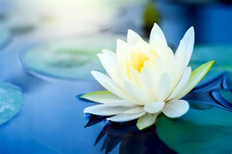 Can lotus flowers be white?