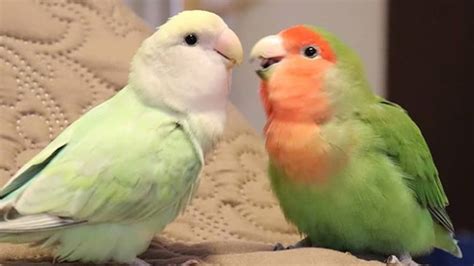 Can love birds learn to talk?