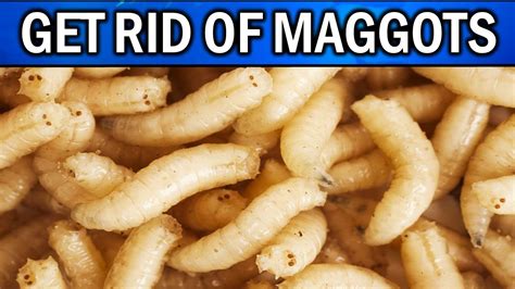 Can maggots be in hay?