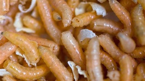 Can maggots bite?