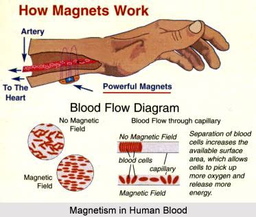 Can magnets affect blood flow?