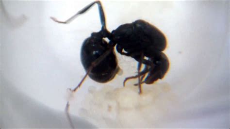 Can male ants lay eggs?