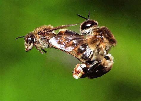 Can male bees mate?