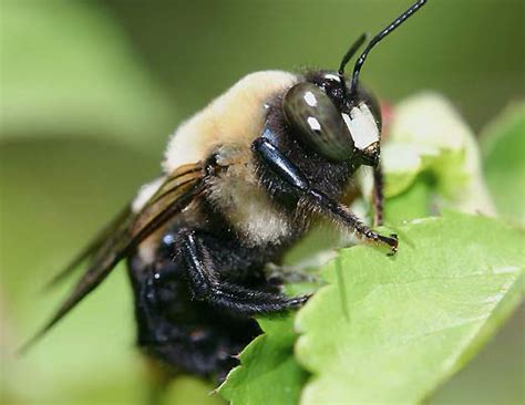 Can male carpenter bees bite?