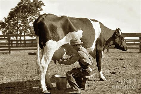 Can male cows be milked?