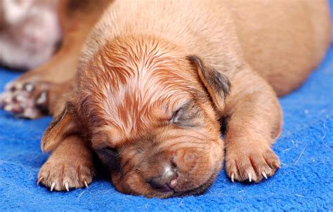 Can male dog be around newborn puppies?