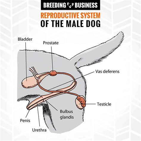 Can male dogs sense human female hormones?
