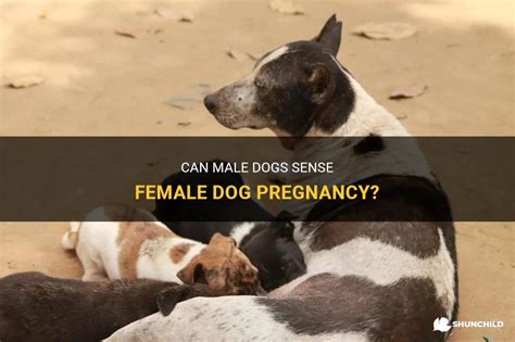 Can male dogs sense human female ovulation?