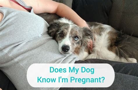 Can male dogs sense pregnancy?