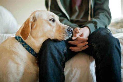 Can male dogs smell female human pheromones?