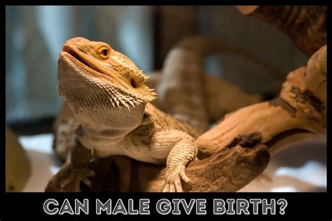 Can male dragons give birth?