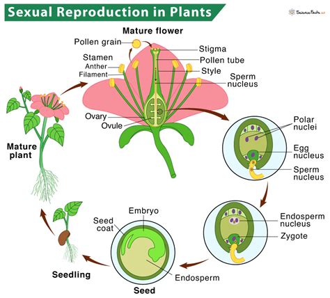 Can male flowers reproduce?