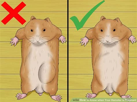 Can male hamsters be pregnant?