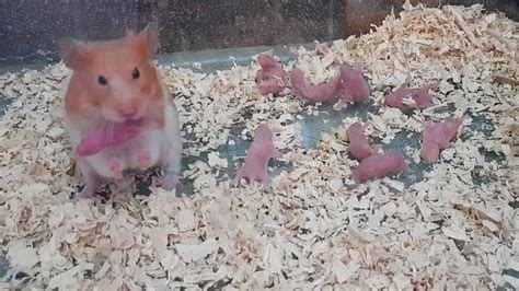 Can male hamsters have babies?