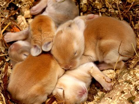Can male rabbit stay with babies?