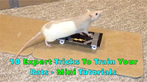 Can male rats learn tricks?