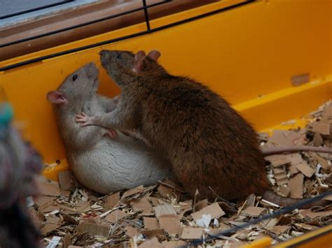Can male rats mate?
