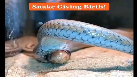 Can male snakes give birth?
