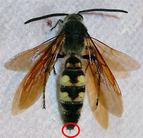 Can male wasps sting?