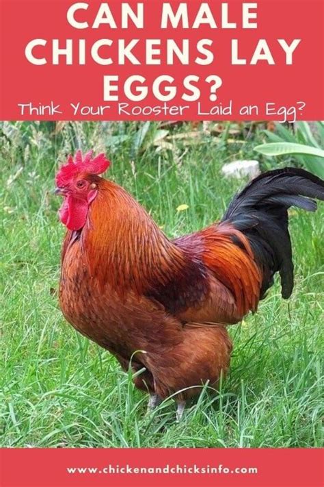 Can males lay eggs?