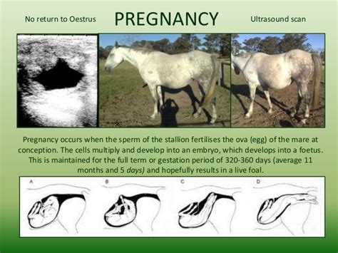 Can mares be infertile?