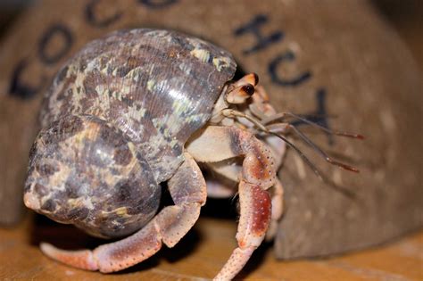 Can marine hermit crabs be pets?