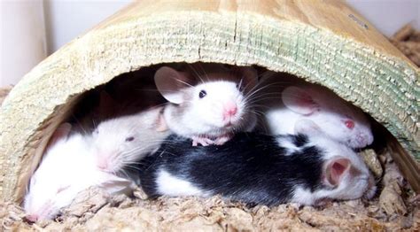 Can mice be loyal?