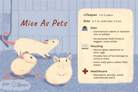 Can mice become pets?