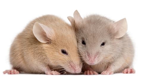 Can mice feel happy?