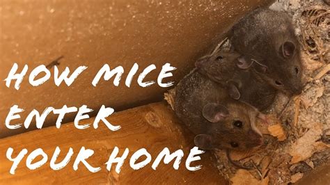 Can mice feel lonely?