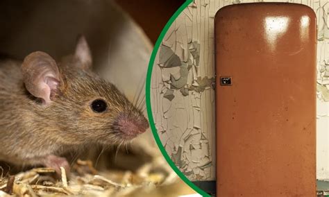 Can mice get into a closed fridge?