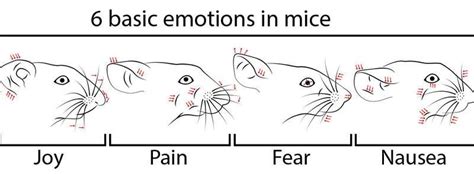 Can mice have feelings?
