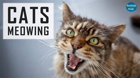 Can mice hear cats meowing?