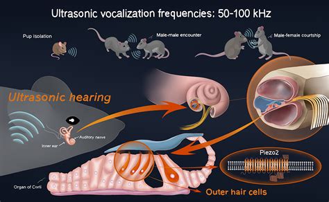 Can mice hear human voices?